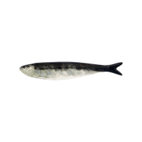 Sardinha Natural